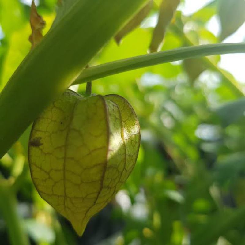 Bibit tanaman ciplukan sawah herbal stroke