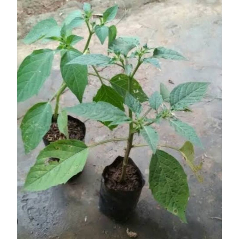 

Bibit cimplukan asli organik tinggi 30-40 cm sudah berbuah