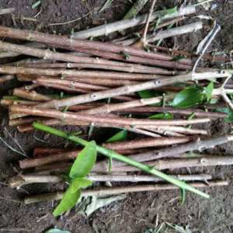 setek batang sancang satu gulung isi 50 batang