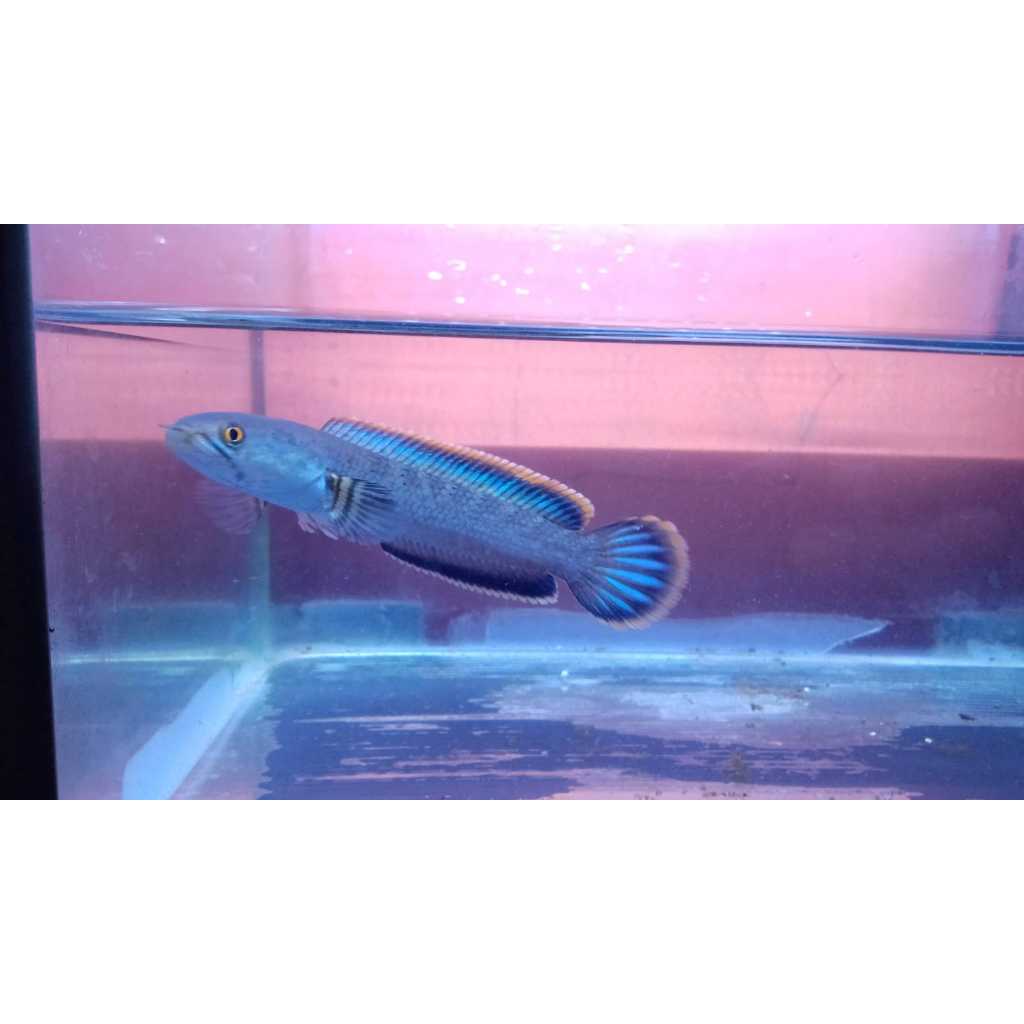 

Stiker chana limbata18cm single tank