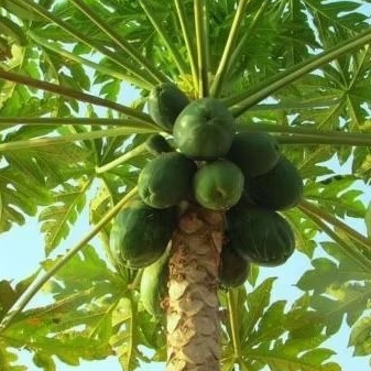 

Buah Pepaya Muda Segar