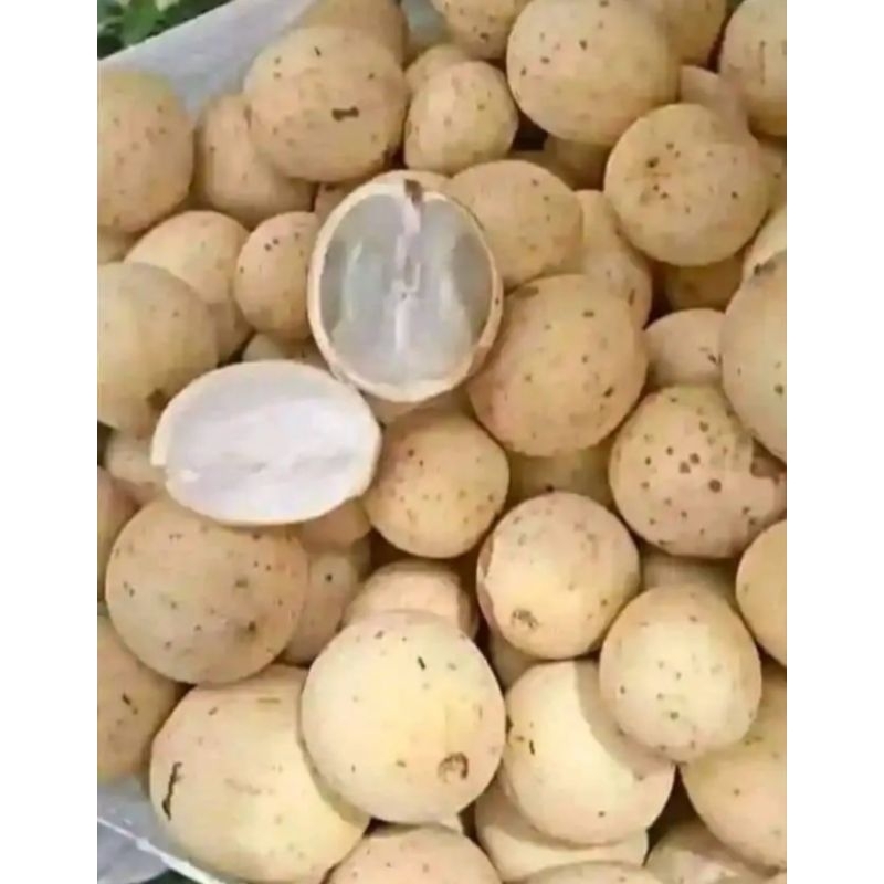 

DUKUH ASLI PALEMBANG 1KG MANIS