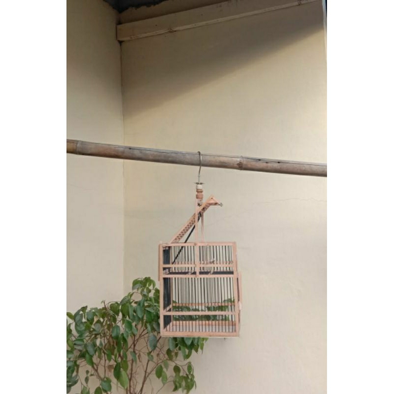 jebakan burung kecil