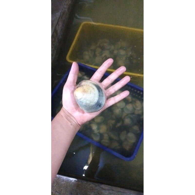 

kerang madu segar 1kg kerang laut bergaransi