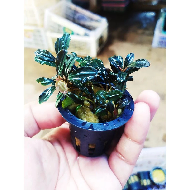 Bucephalandra brownie amanda