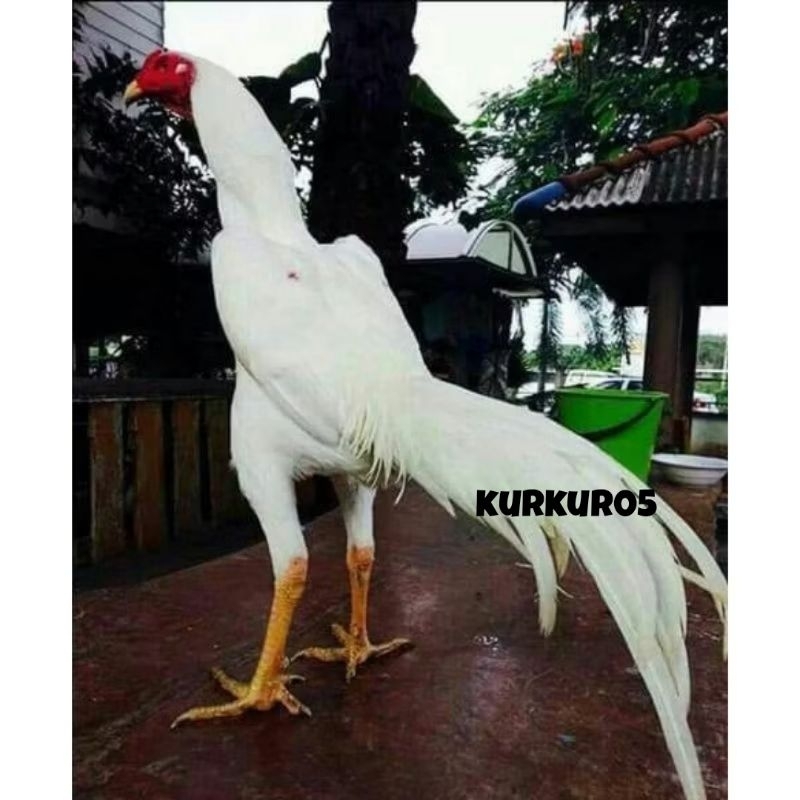 

Telur fertil Bangkok ekor lidi ekor kaku