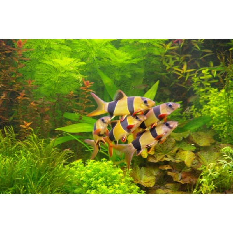 hiasan aquarium ikan botia/badut
