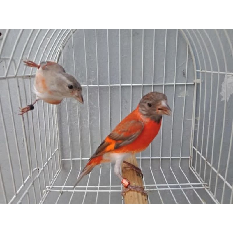 Red Siskin Dilute sepasang siap tangkar