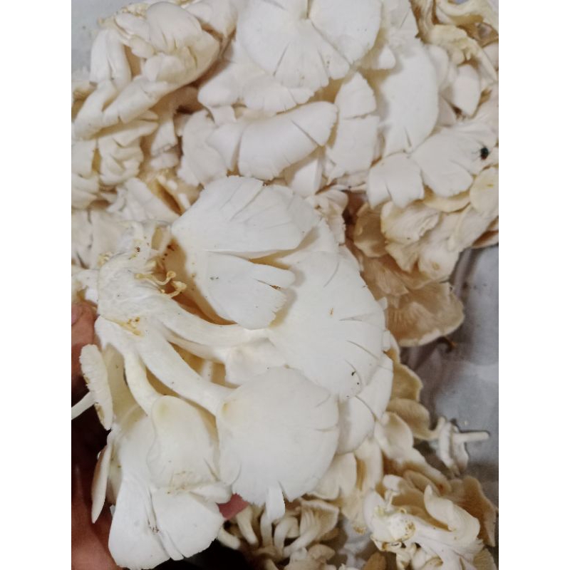 

jamur tiram jamur enoki mang sayur