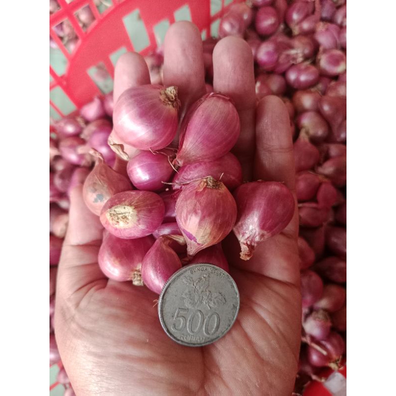 

Bawang Merah Probolinggo 1KG. Ukuran Tanggung