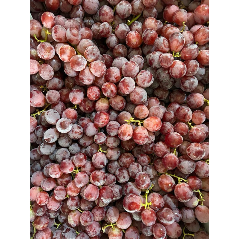 

anggur red globe australia
