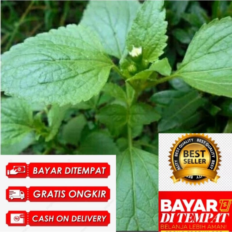 

daun bandotan segar 1kg