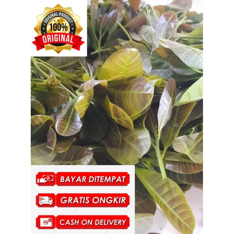 

daun jambu Mete 500g