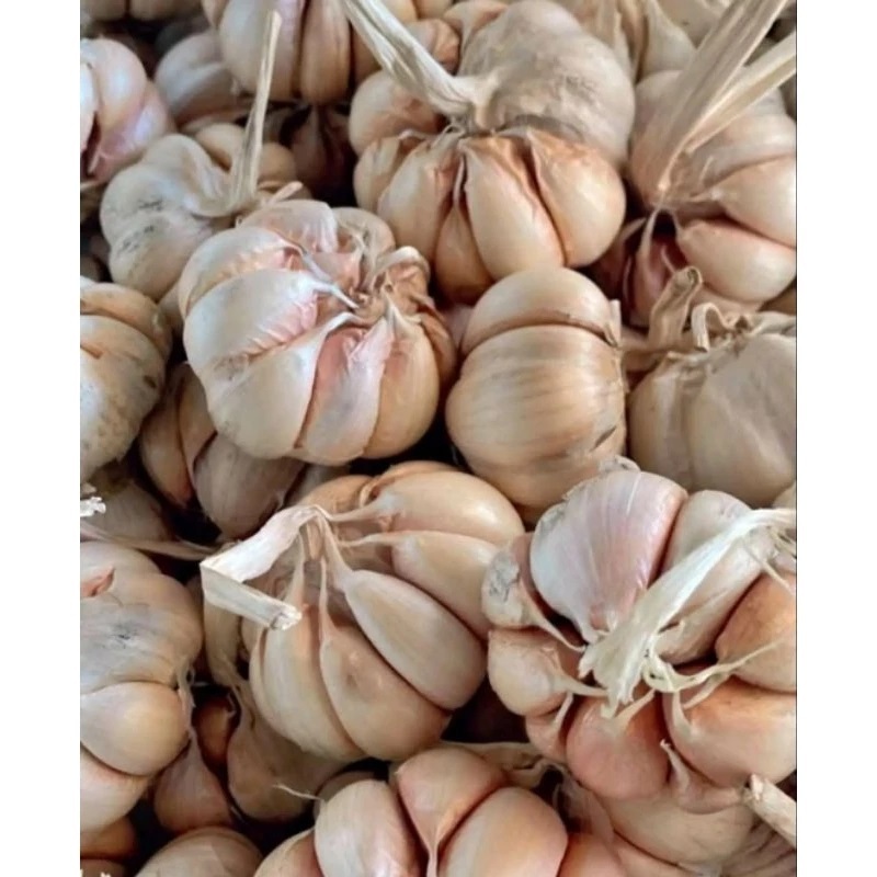 

Bawang Putih Ukuran Besar Asli Padang Kemasan 1 Kg murah