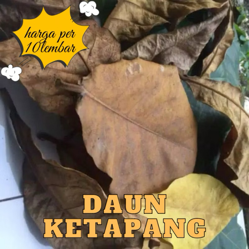 

Daun ketapang laut kering olahan 10lembar