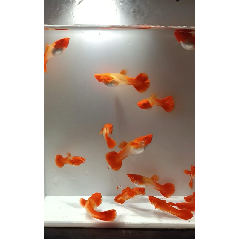 STIKER “IKAN GUPPY ALBINO KOI RED EAR/pasang“