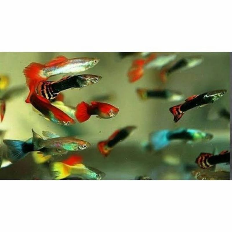 

KADO HIASAN AQUARIUM - GUPPY CENDOLAN JANTAN UKURAN 3 CM