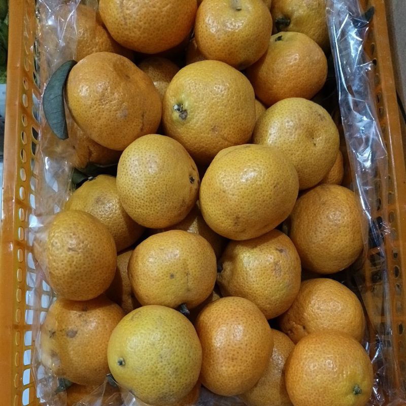 

jeruk santang madu jeruk imlek manis