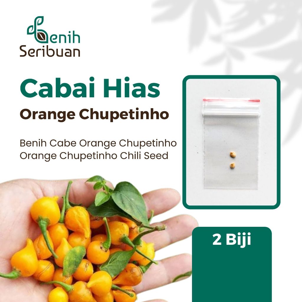 2 Benih Bibit Cabe Hias Pelangi Peach Chupetinho Benih Cabai Unik Tanaman Hias Premium Seed Benih Of