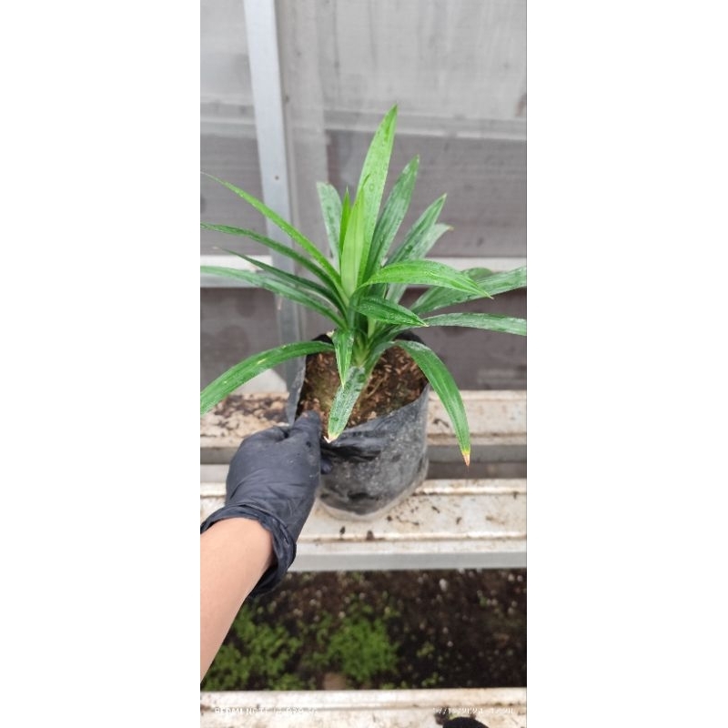 

Tanaman Pandan Wangi