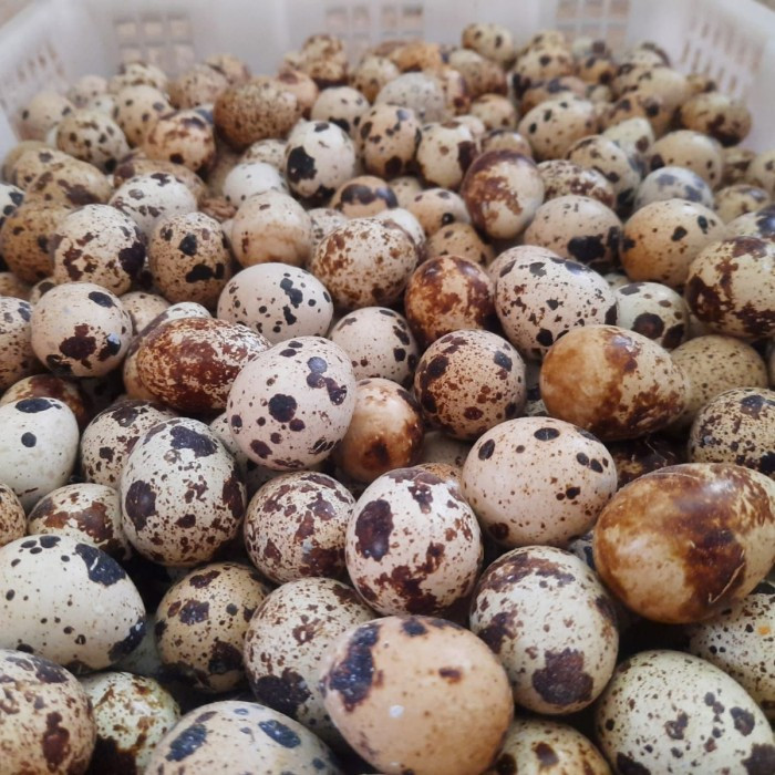 

TELUR PUYUH FRESH DARI KANDANG 1KG