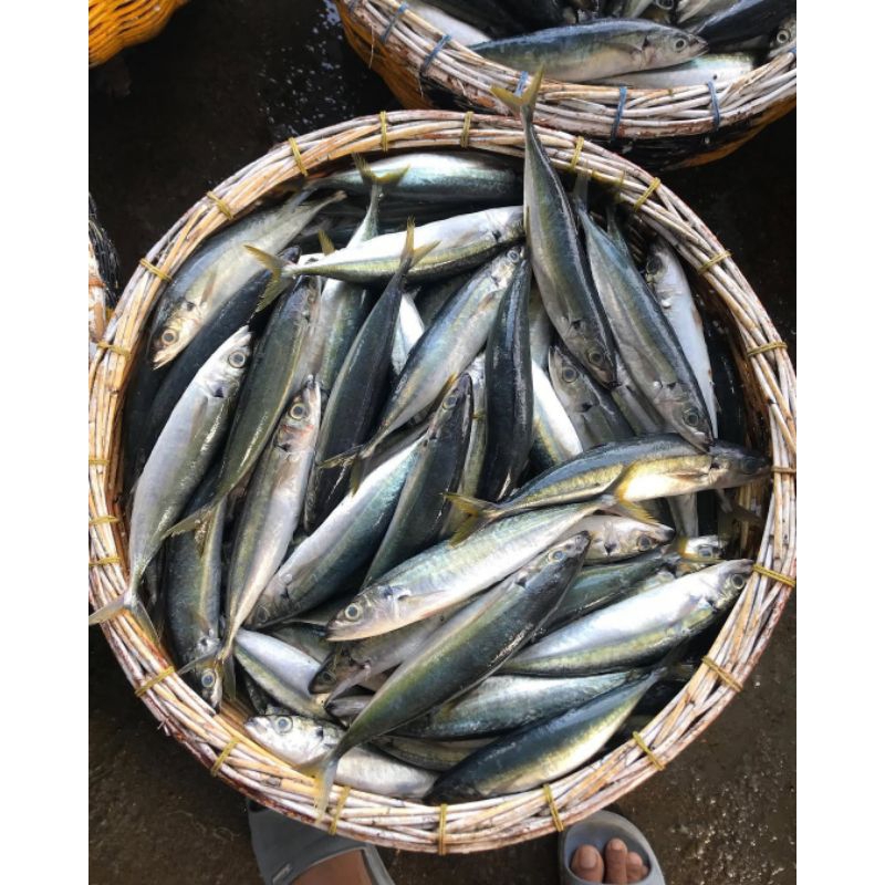 

ikan layang tanggung 1kg