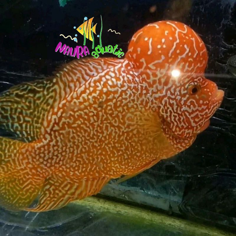 Dekorasi aquarium lohan gb golden base suka pelet