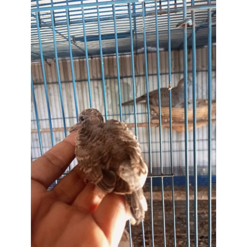 lolohan perkutut Bangkok asli