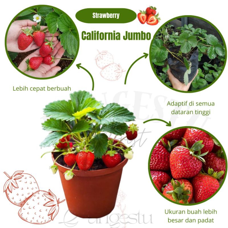

Bibit Tanaman Buah Strawberry California Jumbo