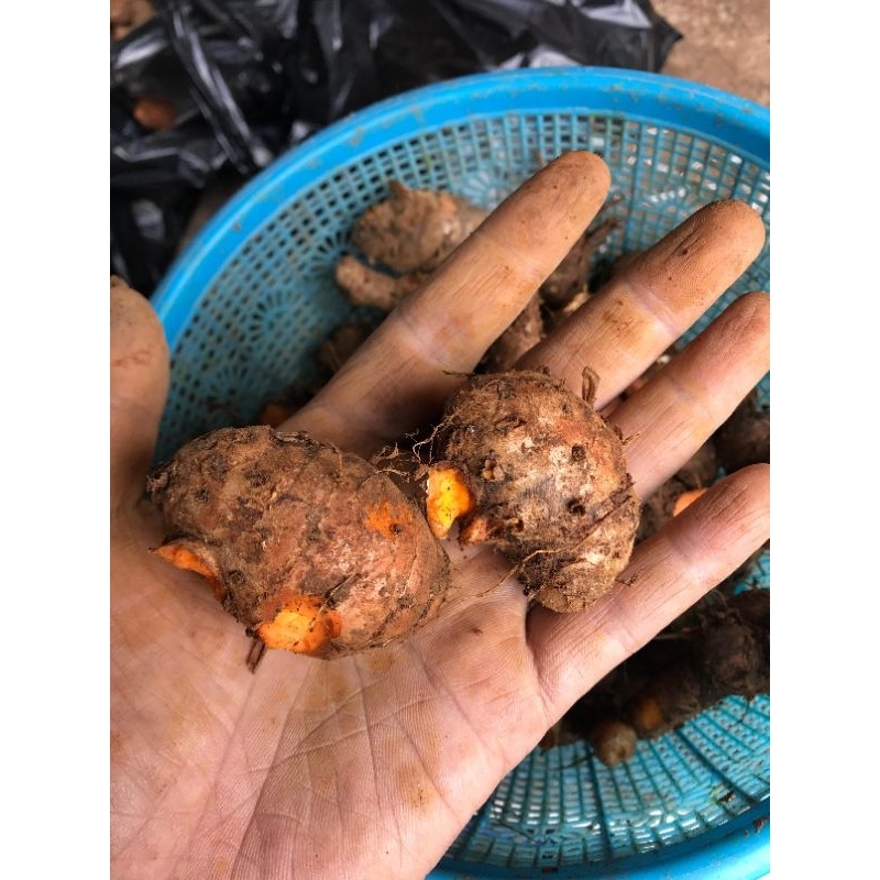 

ibu kunyit/biyang kunyit 1kg dijamin masih segar