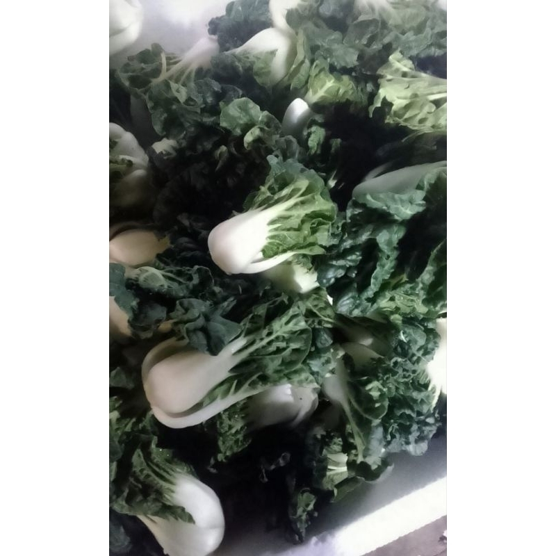 

SAYUR TOPAY IMPORT / TOPAI / JAMIN SEGAR