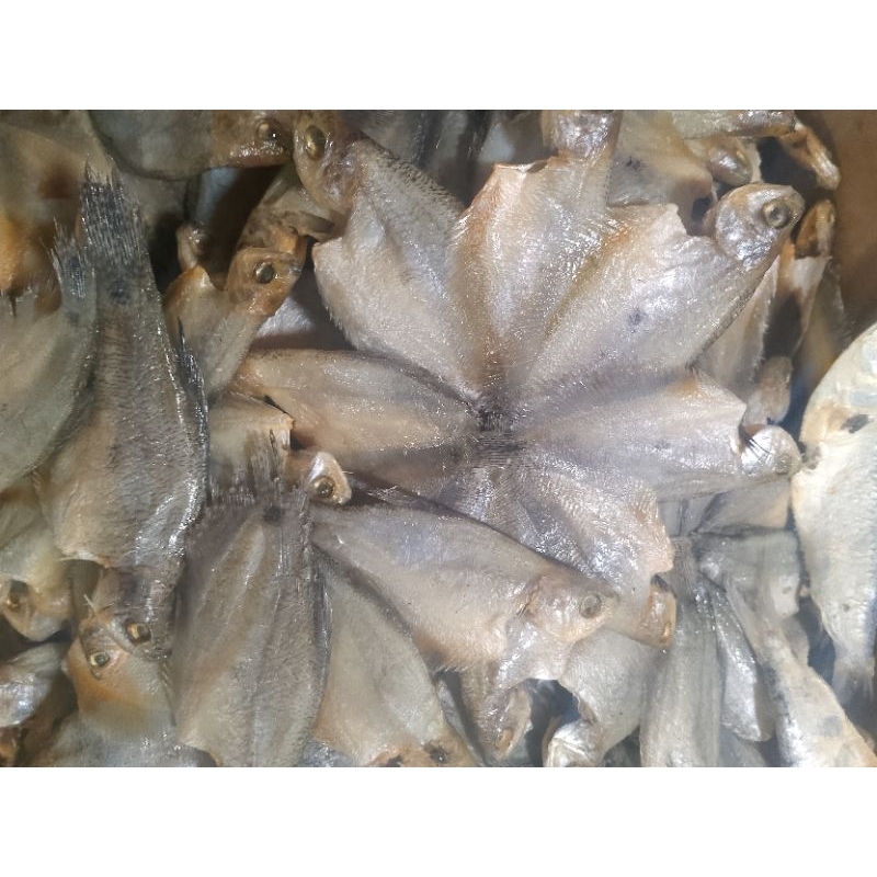 

ikan sepat bintang kalimantan