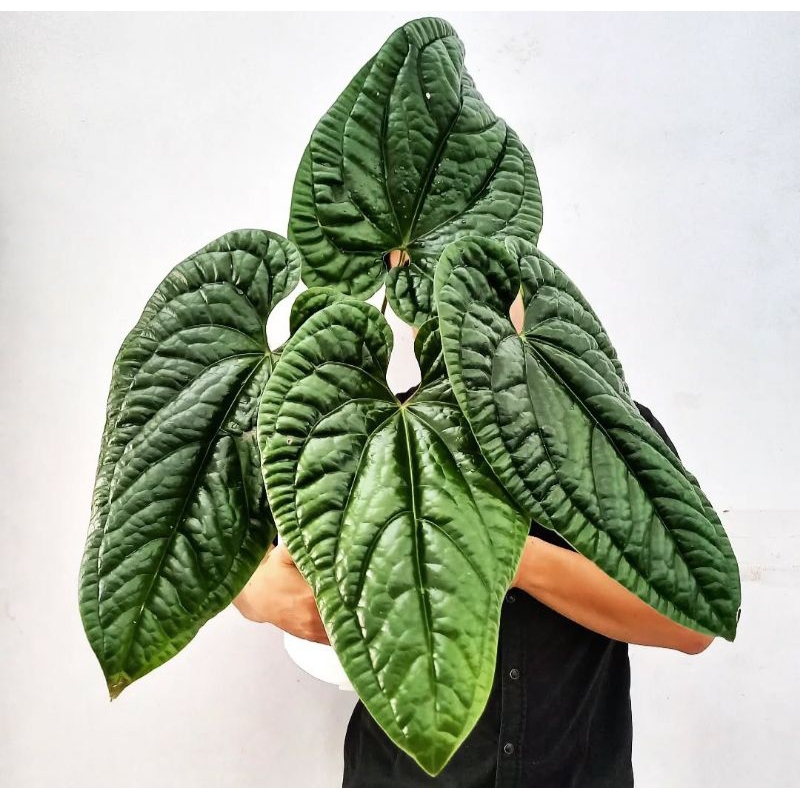 anthurium radicans / anthurium sirih