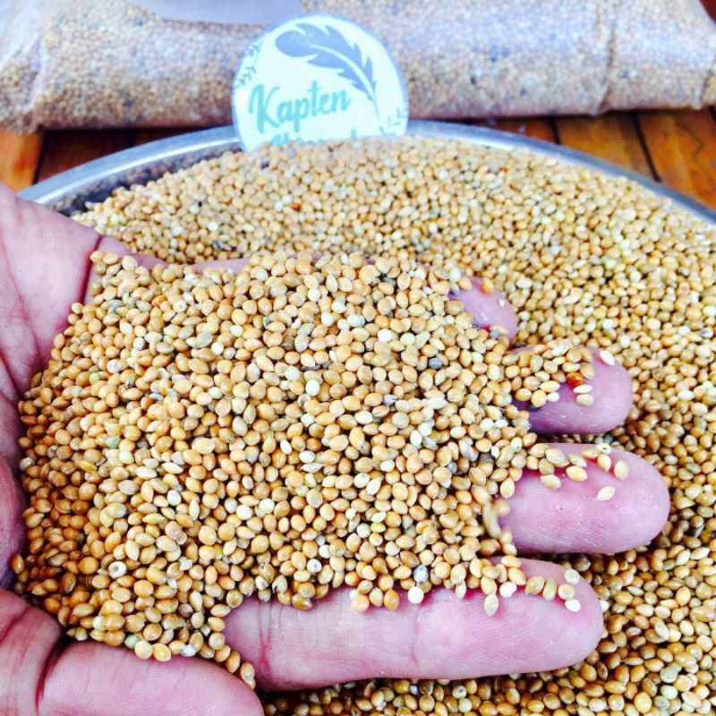 MILET KUNING PAKAN BURUNG MILET YELLOW PAKAN BURUNG LOVEBIRD PERKUTUT FALK DLL