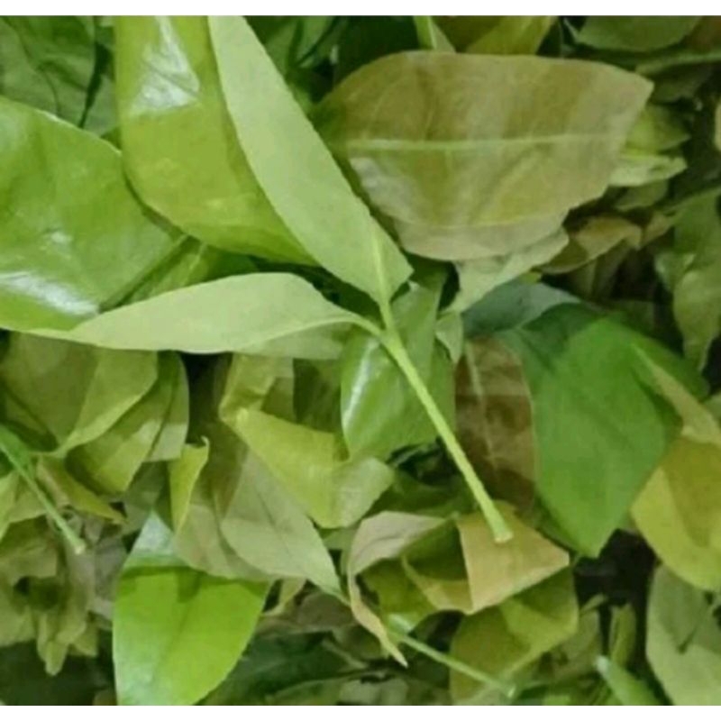 

DAUN MELINJO MUDA PER IKAT