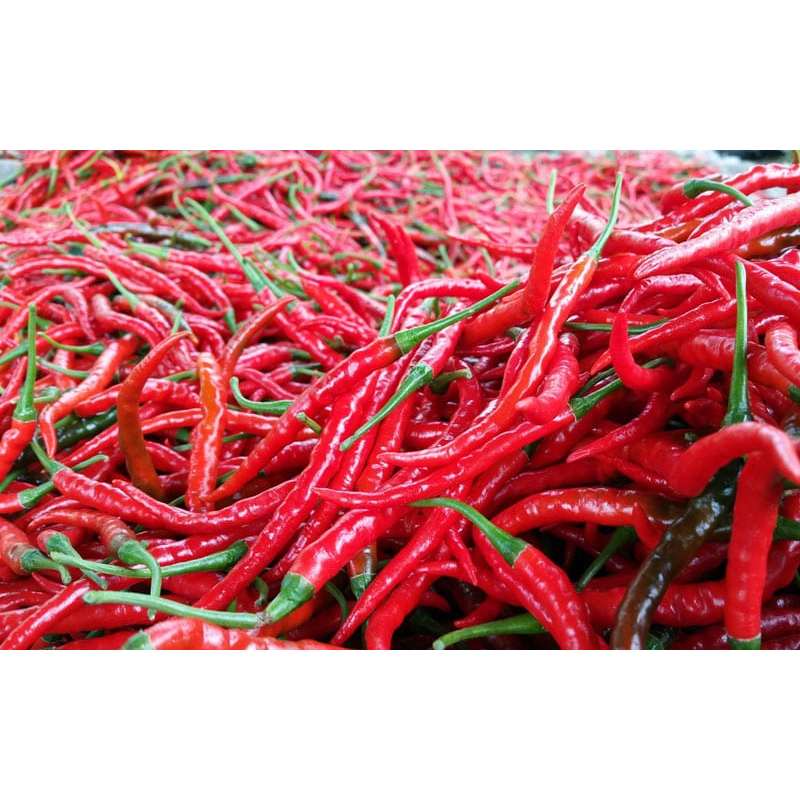 

Cabe Merah Keriting Asli Padang 1 Kg Murah