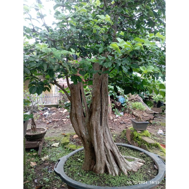 BONSAI HIDUP
