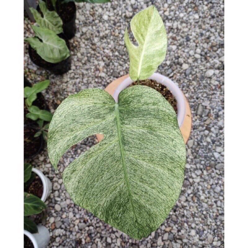 monstera Marilyn Mint Variegata