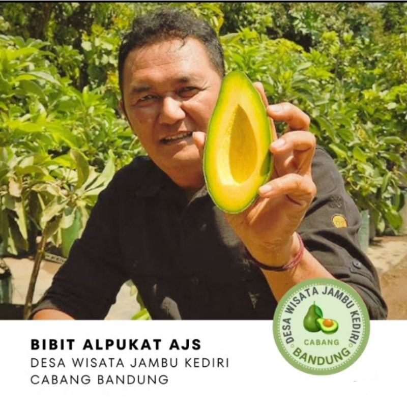 BIBIT ALPUKAT AJS Desa Wisata Jambu Kediri Cabang Bandung