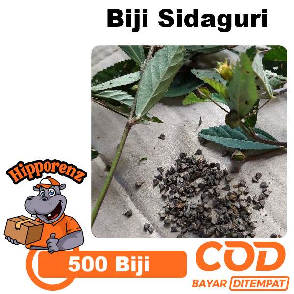 

Biji Sidaguri Per 500 Biji