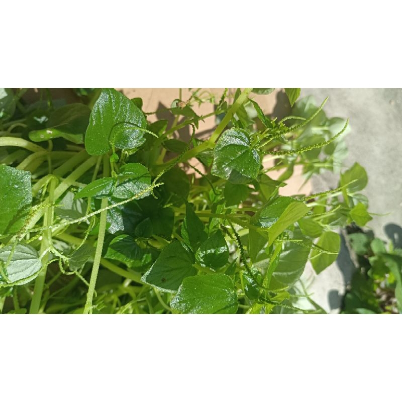

sirih cina tanaman herbal