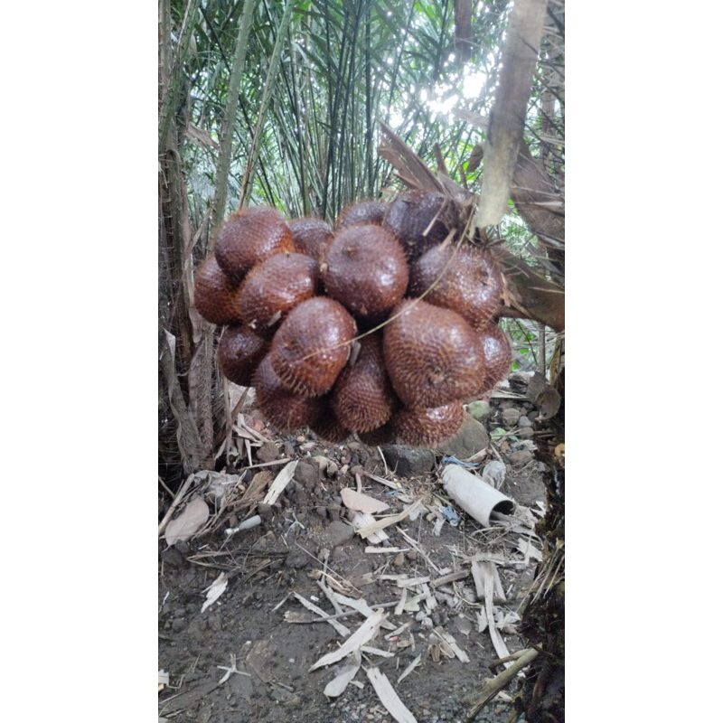 

Salak Pondoh 1kg Asli Merapi