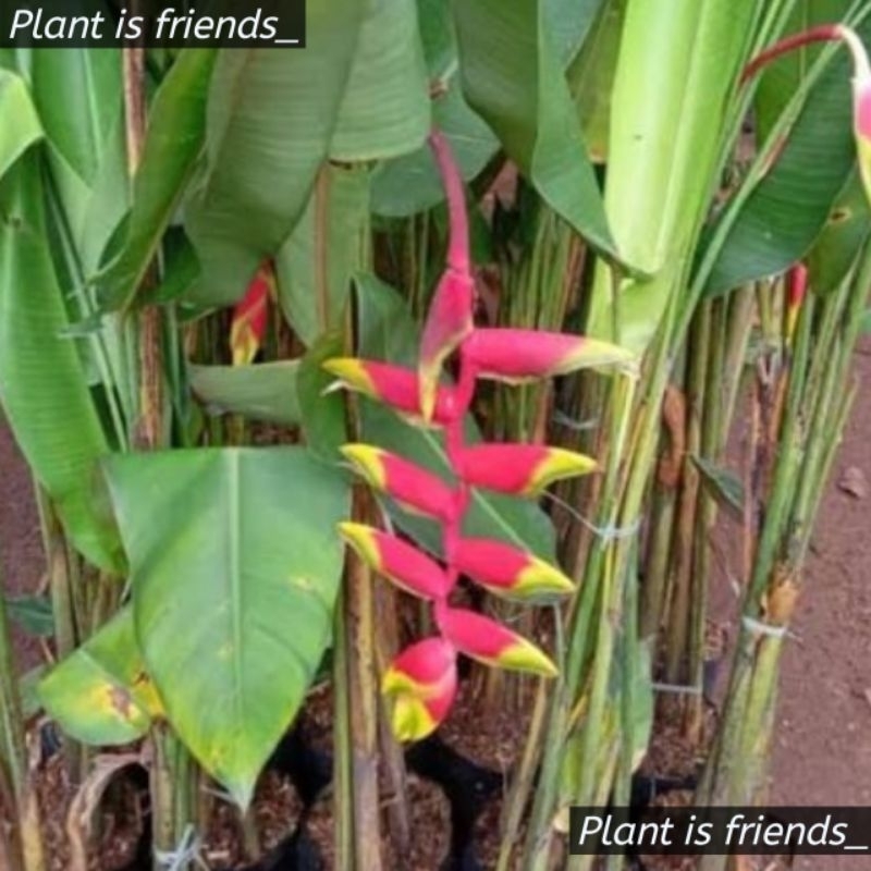 BIBIT TANAMAN HIAS PISANG BETET HELICONIA PISANG BALI