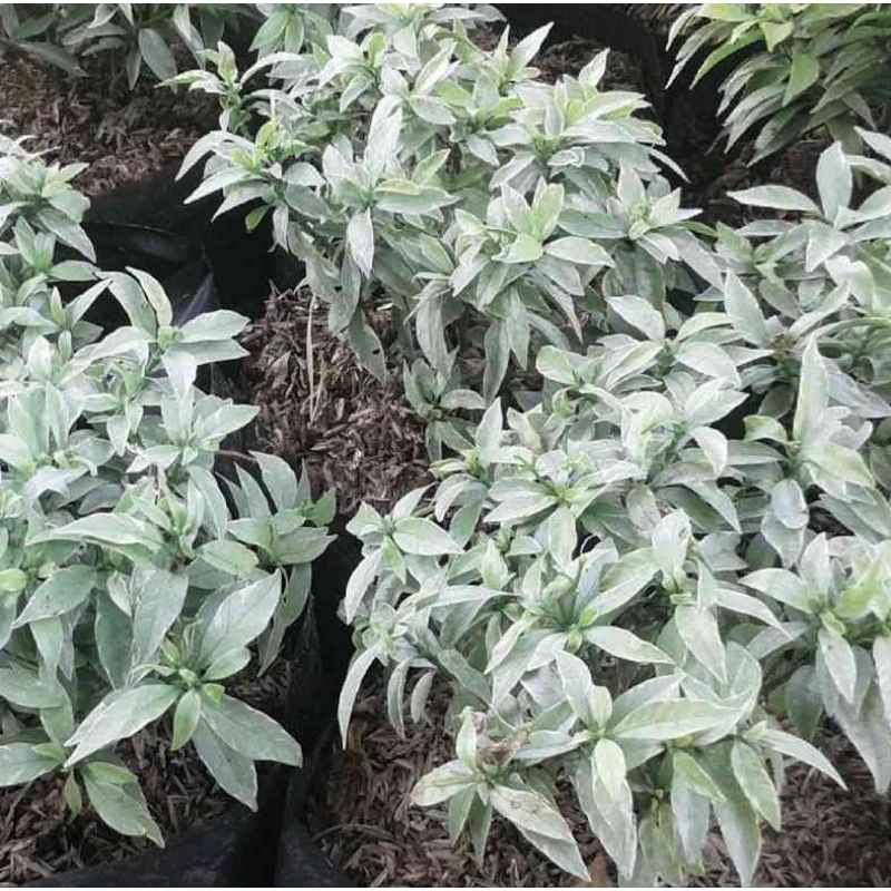 Tanaman Hias Rombusa Putih