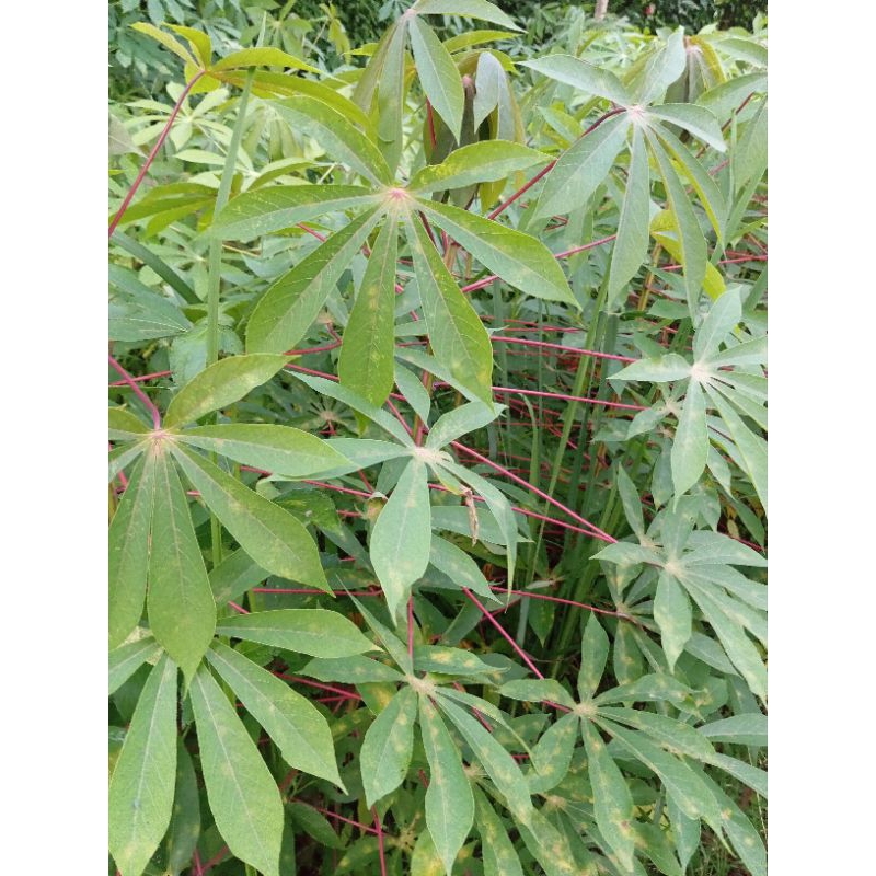 

DAUN SINGKONG SEGAR FRESS / 250g