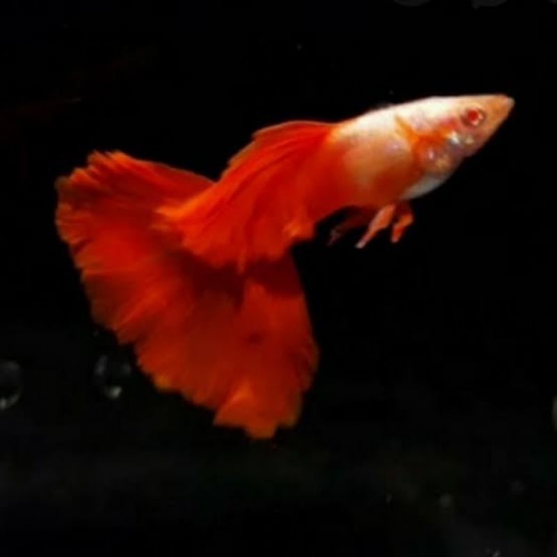 

Guppy Half Red