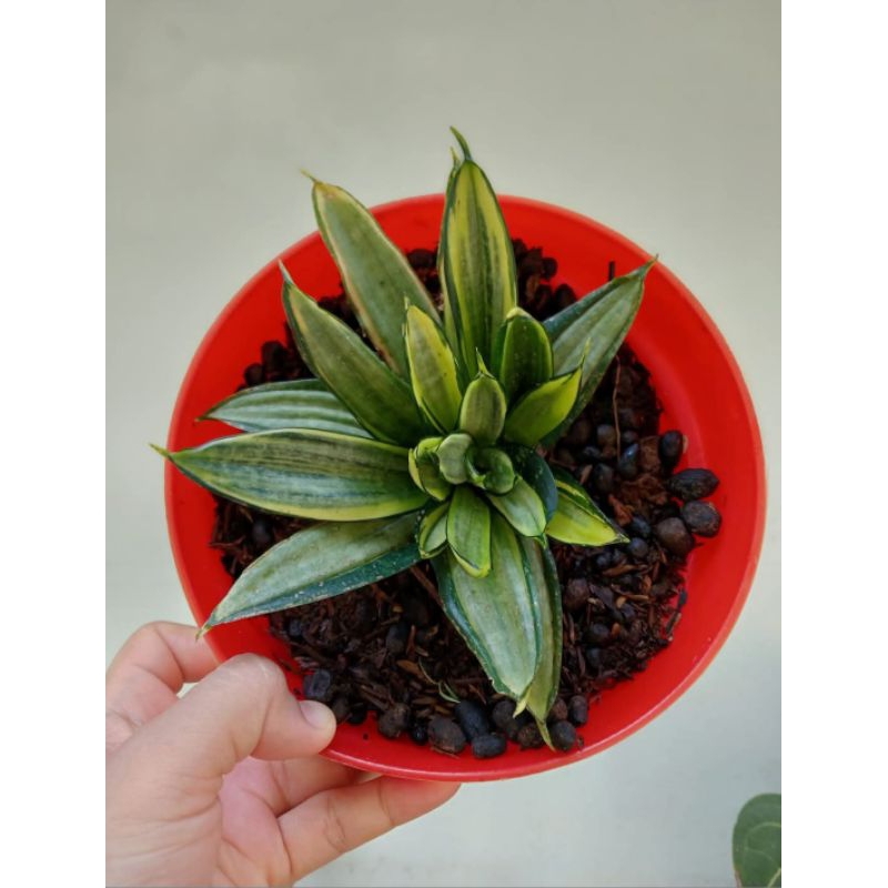 sansevieria silver frost / sansivieria silver hanni