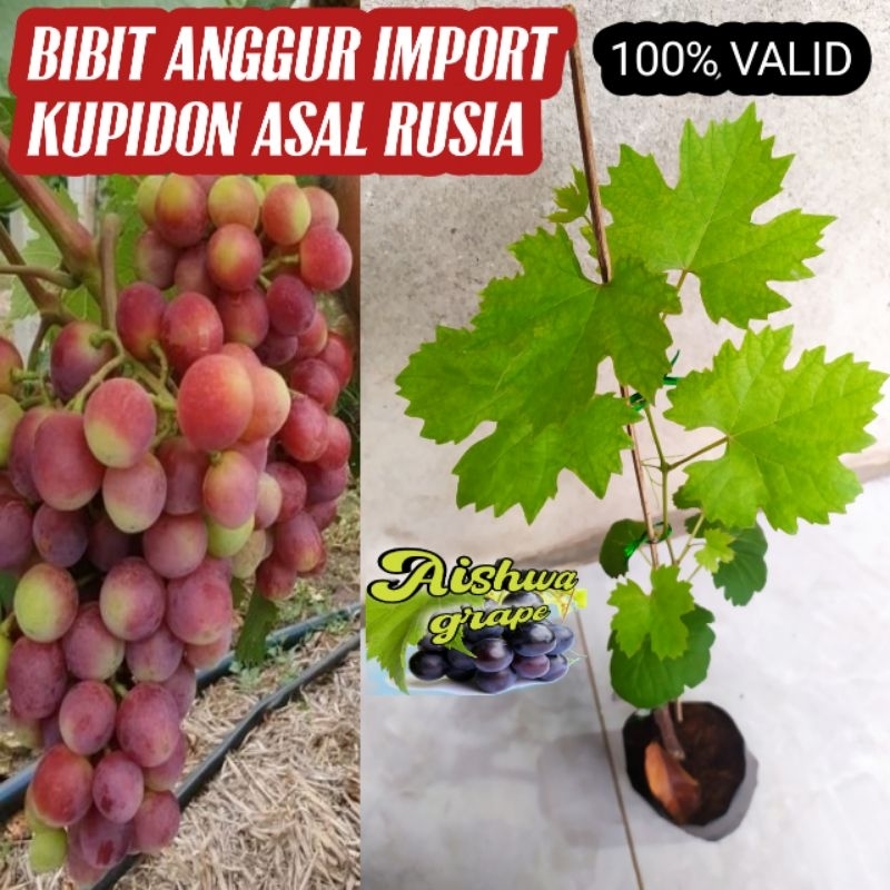 

Anggur import kupidon asal rusia 100% valid