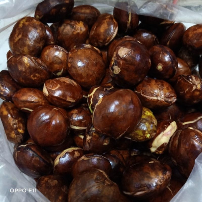 

Jengkol Tua Segar 1kg Harga Murah