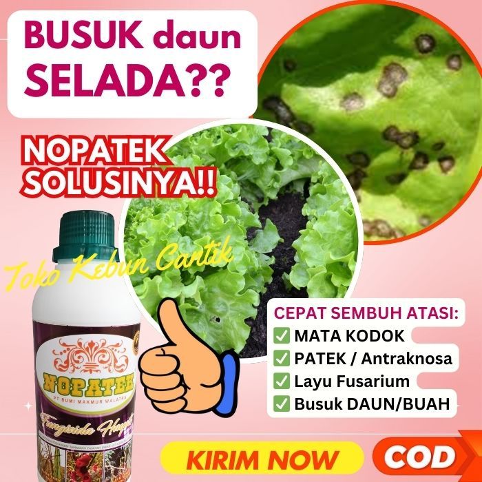 BESTSELLER. NOPATEK 500ML Basmi MATA KODOK Selada, Busuk Akar Palawija (Cabe, Tomat, Mentimun) dan